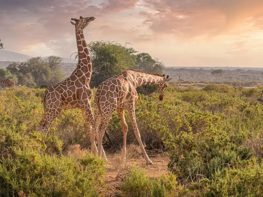 Viaje organizado por Nabyla Tours: Safari en Kenia y playas de Mauricio.