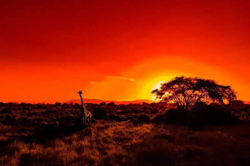 Gran viaje de safari: jirafa al atardecer en la sabana africana